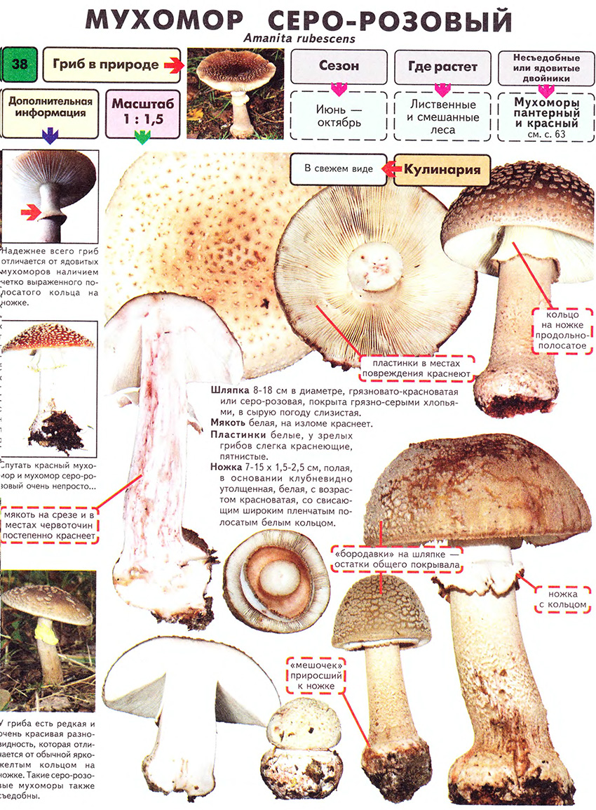 Будущее за мицелием: как используют грибы в строительстве, дизайне и медицине — нож