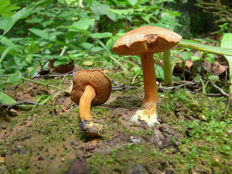 Перечный гриб – фото и описание