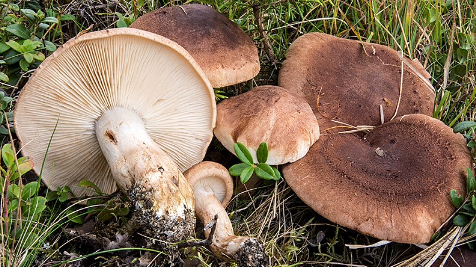 Рядовка серебристая, резная или желтеющая (tricholoma scalpturatum): фото, описание и как готовить гриб
