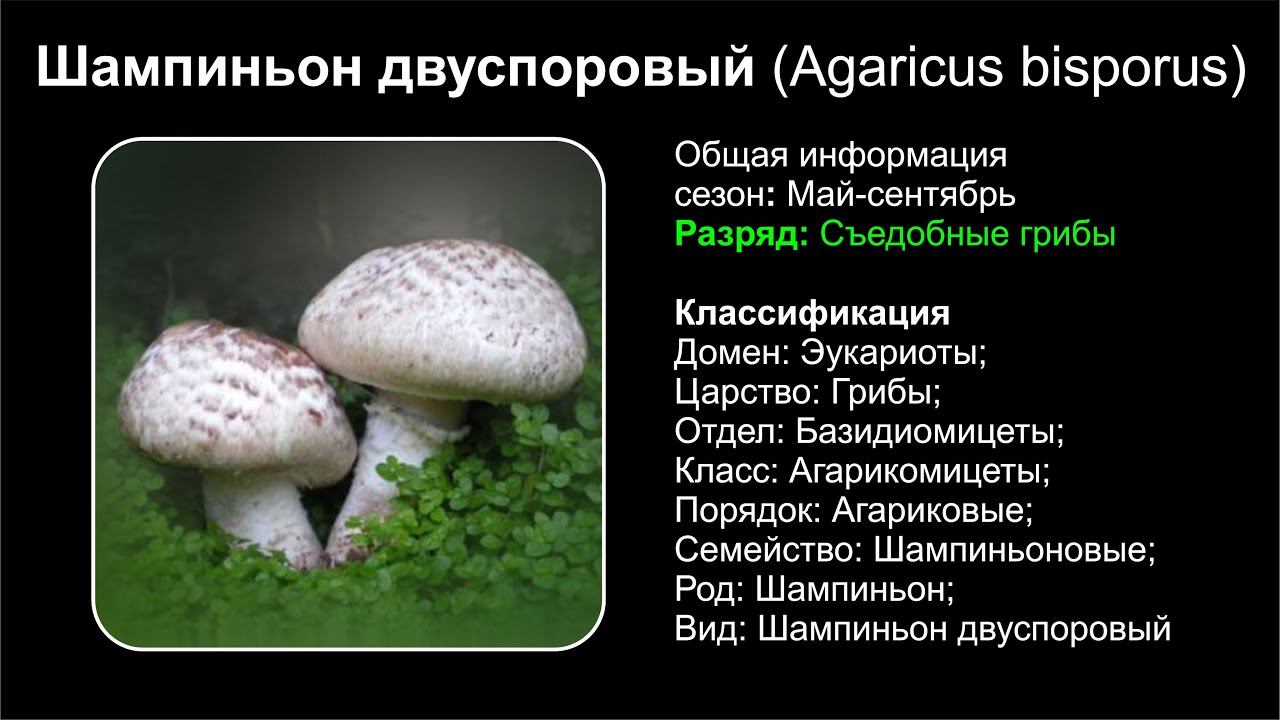 Шампиньон двуспоровый (Agaricus bisporus)