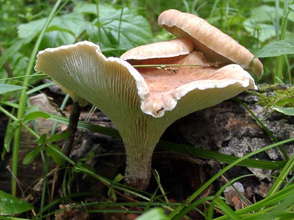 Пилолистник тигровый – древесный съедобный гриб — викигриб