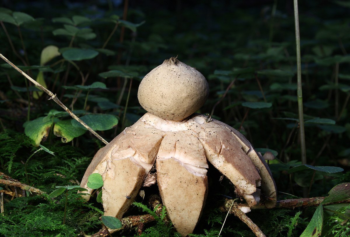 Звездовик — описание, где растет, ядовитость гриба