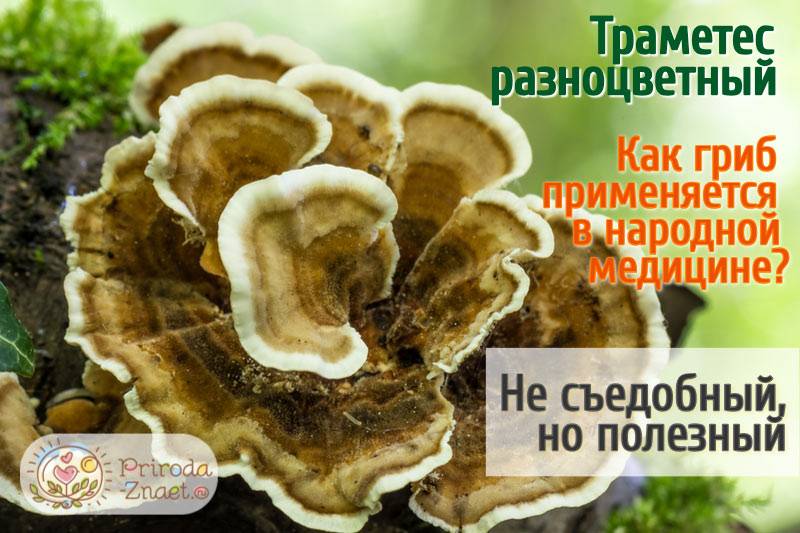 Траметес разноцветный — описание, где растет, ядовитость гриба