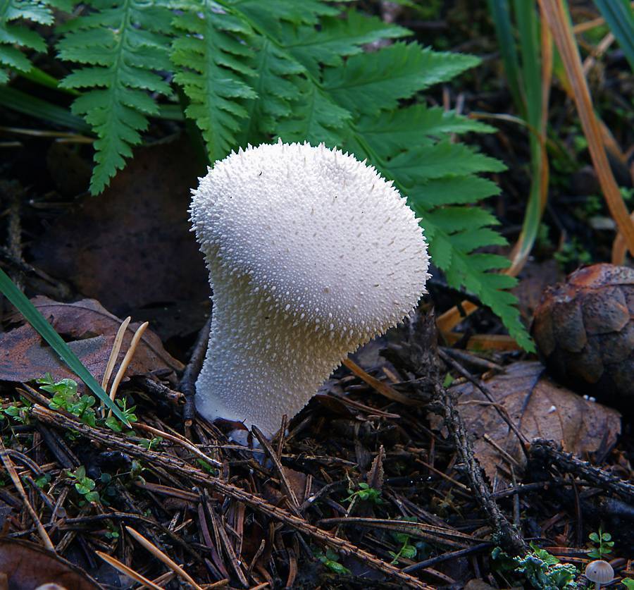 Дождевик шиповатый (жемчужный) или гриб заячья картошка (lycoperdon perlatum): фото, описания и как готовить этот съедобный вид