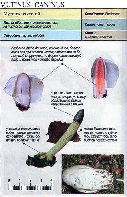 Лечебный гриб со странной внешностью — мутинус собачий