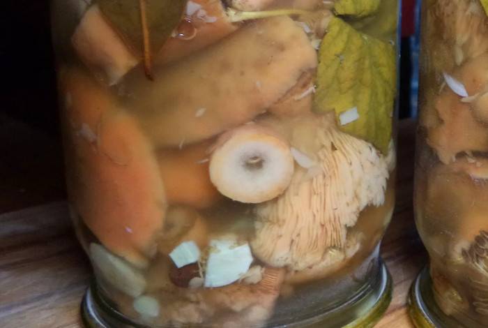 Квашеные грибы на зиму - базовый горячий рецепт » сусеки
