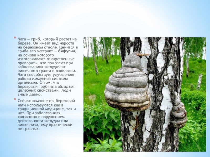 Трутовик берёзовый (черный древесный): лечебные свойства и применение