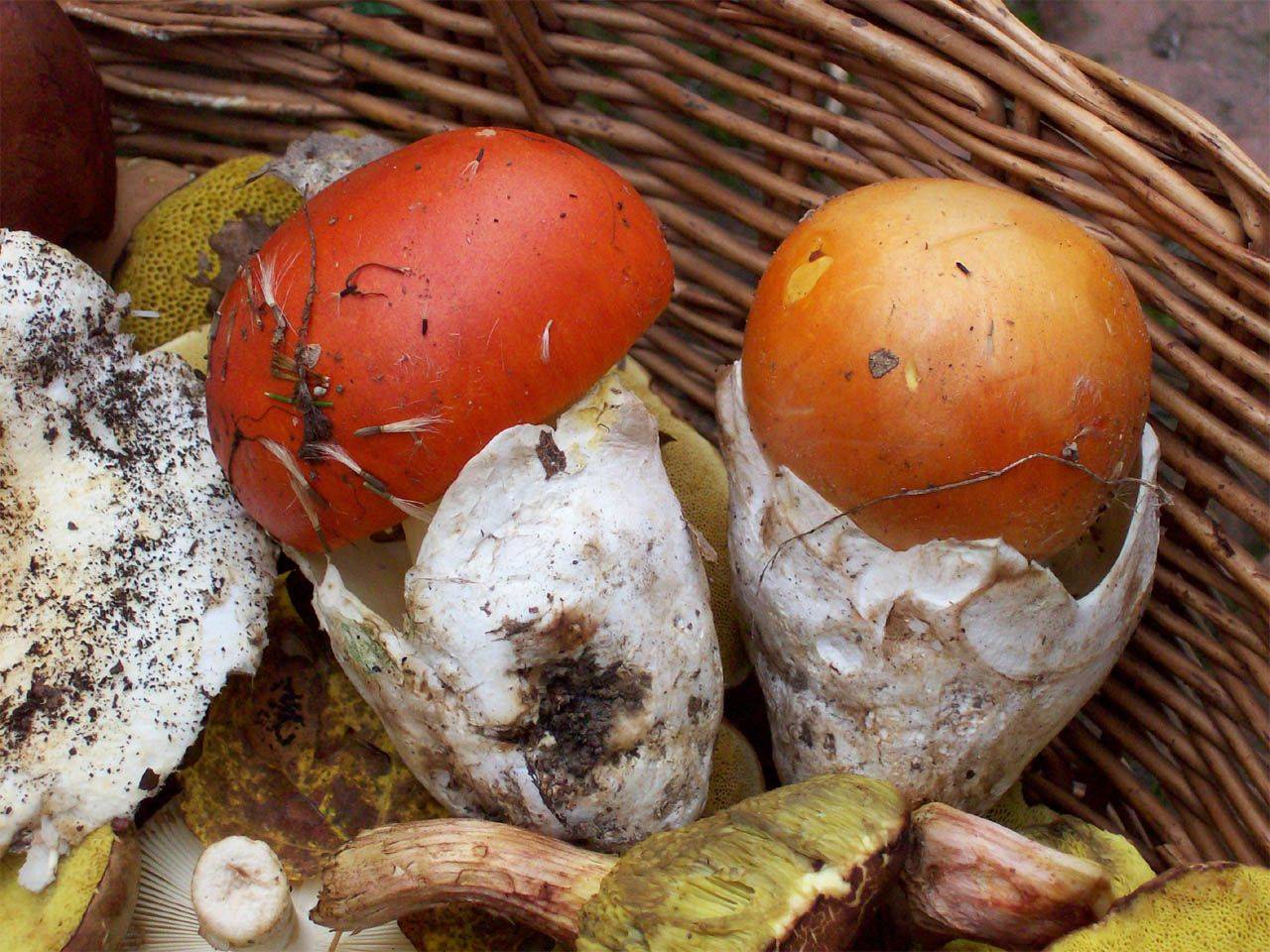 Цезарский гриб - описание, где растет, ядовитость гриба