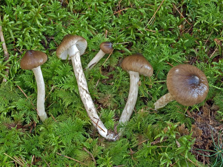 Черноголовик гриб: фото и описание, ложные разновидности
