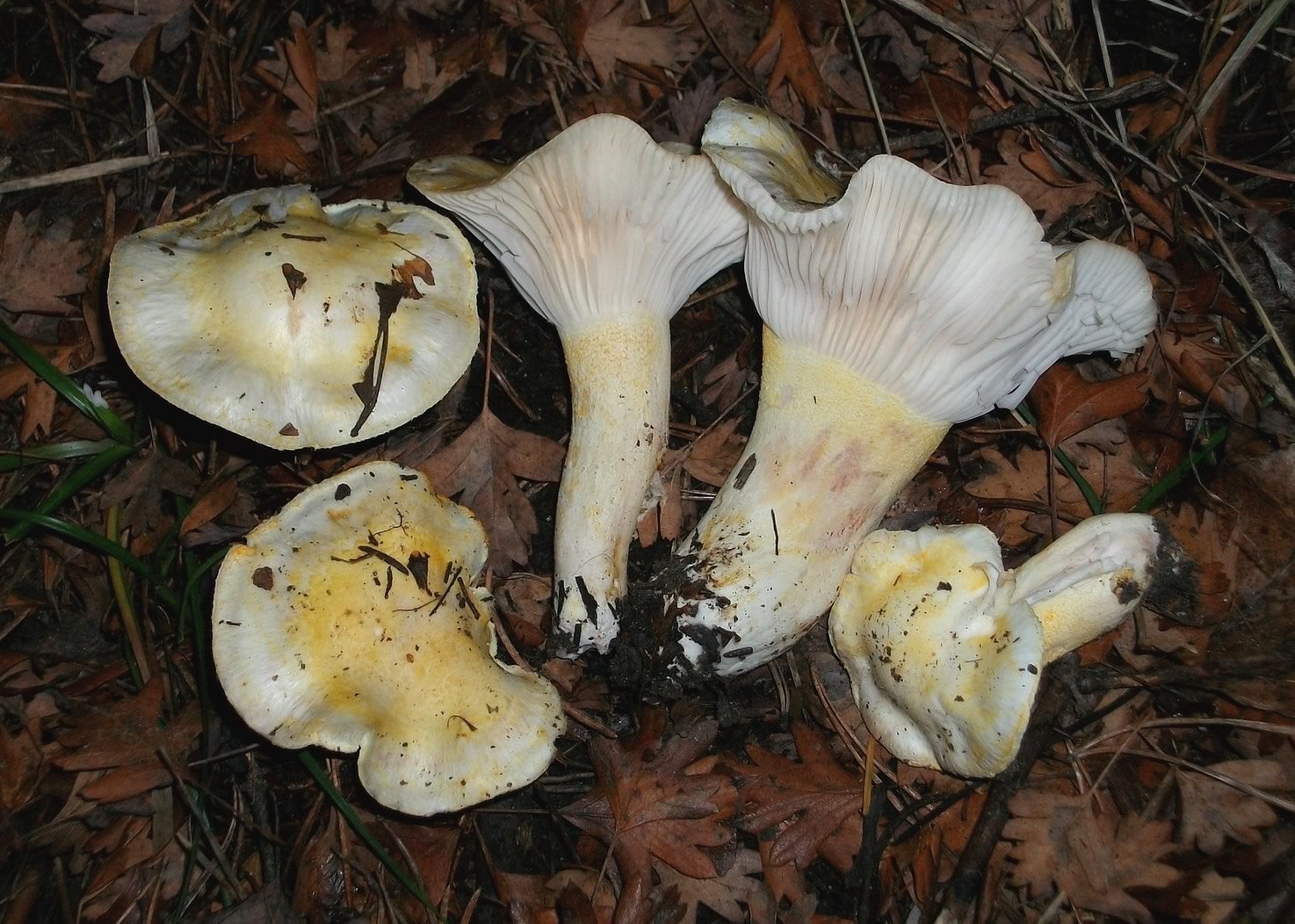 Белый гигрофор гриб фото описание