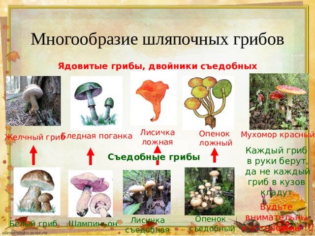 Грибы в краснодарском крае 2023: когда и где собирать, сезоны и грибные места