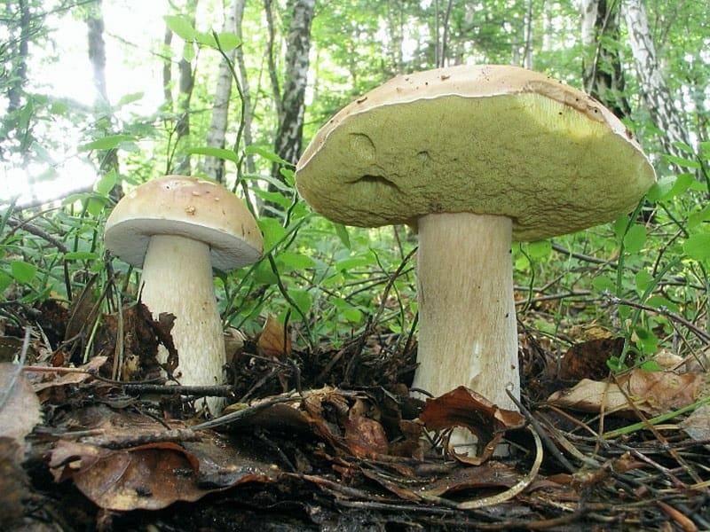 Белый гриб (боровик) - польза и вред, описание, фото, где растет.