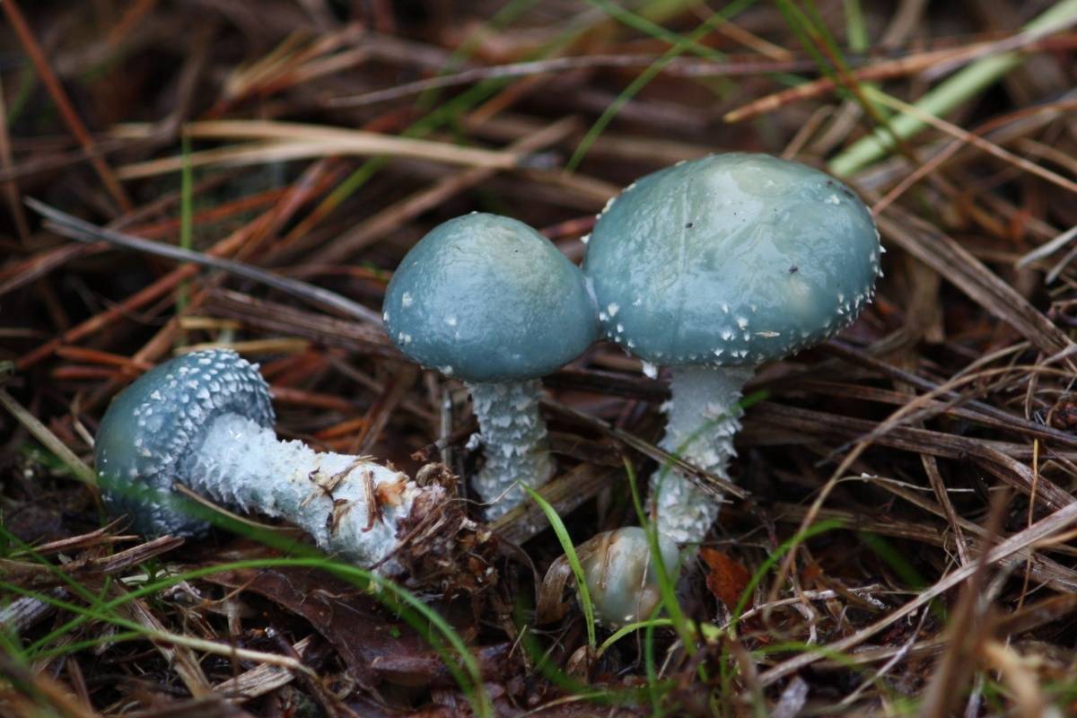 Строфария сине-зелёная (stropharia aeruginosa): съедобный гриб