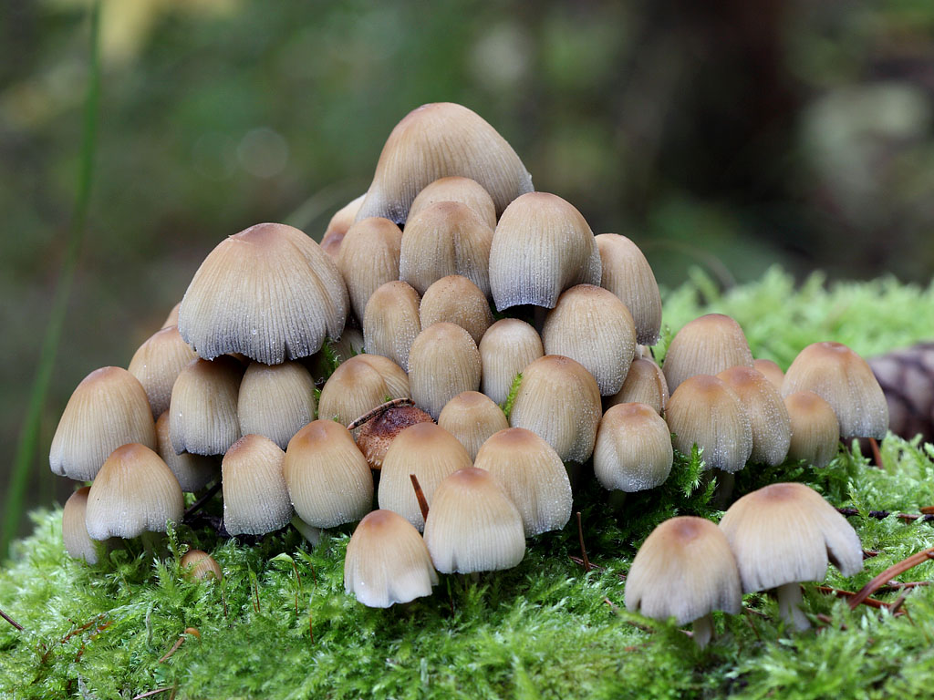Как выглядят грибы-навозники