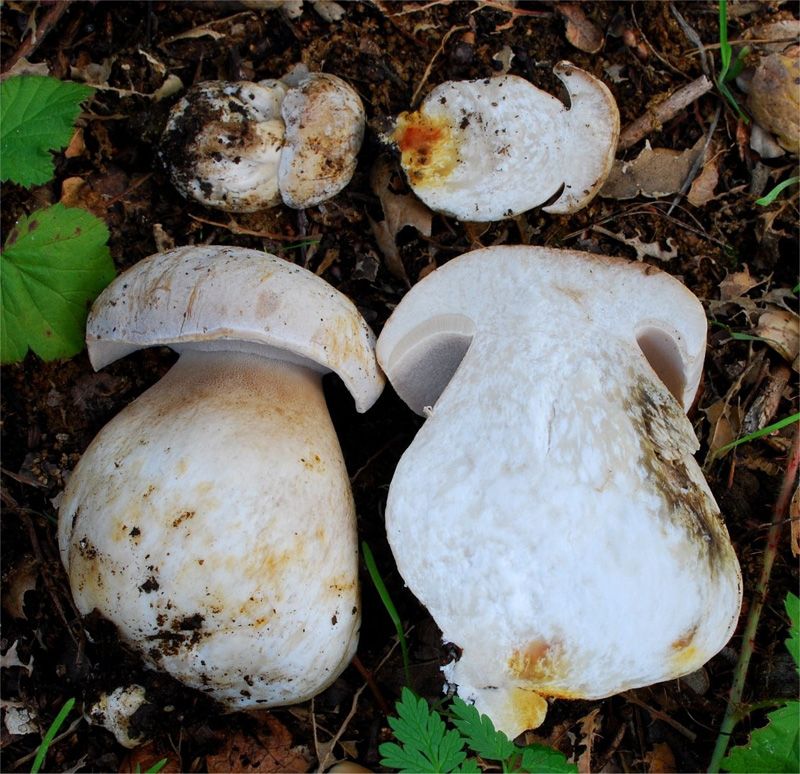 Польский гриб фото и описание