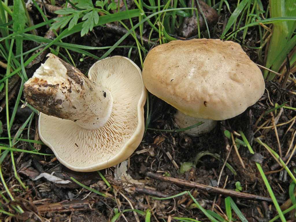 Майский гриб (рядовка майская) - фото и описание, полезные свойства.