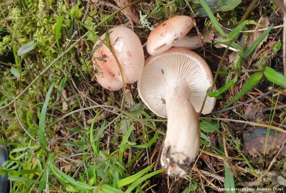 Необычный гриб серая лисичка