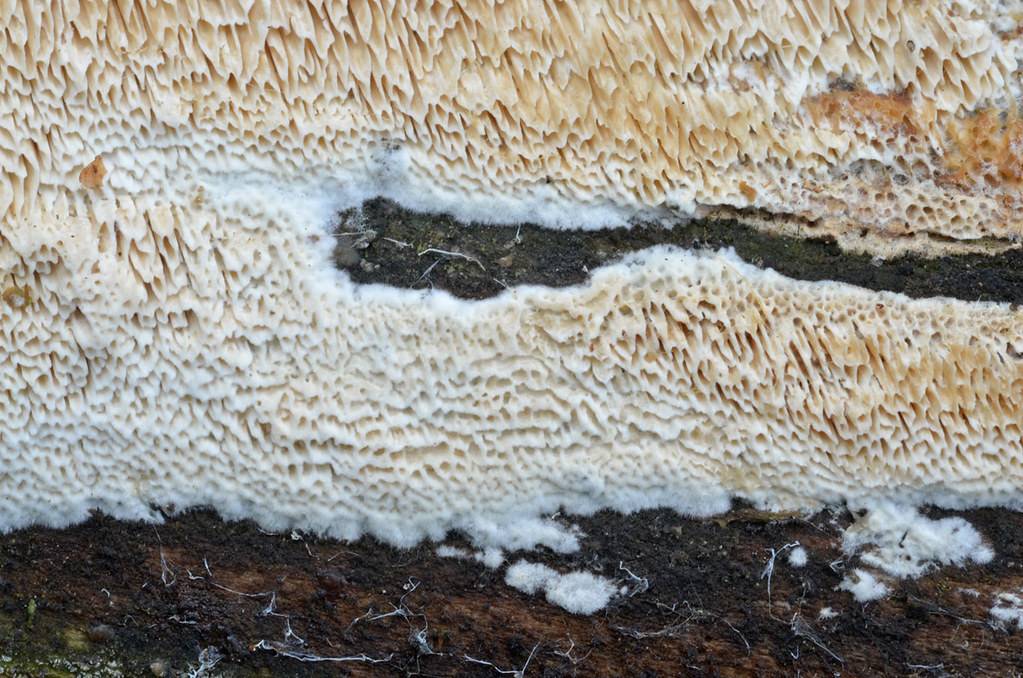 Домовой и древесный гриб в доме, что делать? как избавиться от домового гриба: способы борьбы самые опасные грибы в доме.