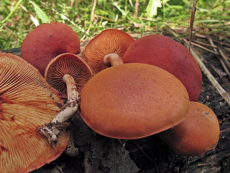 Гиднеллум пека (hydnellum peckii), кровоточащий гриб или кровавый зуб: информация где растет и что будет если его съесть