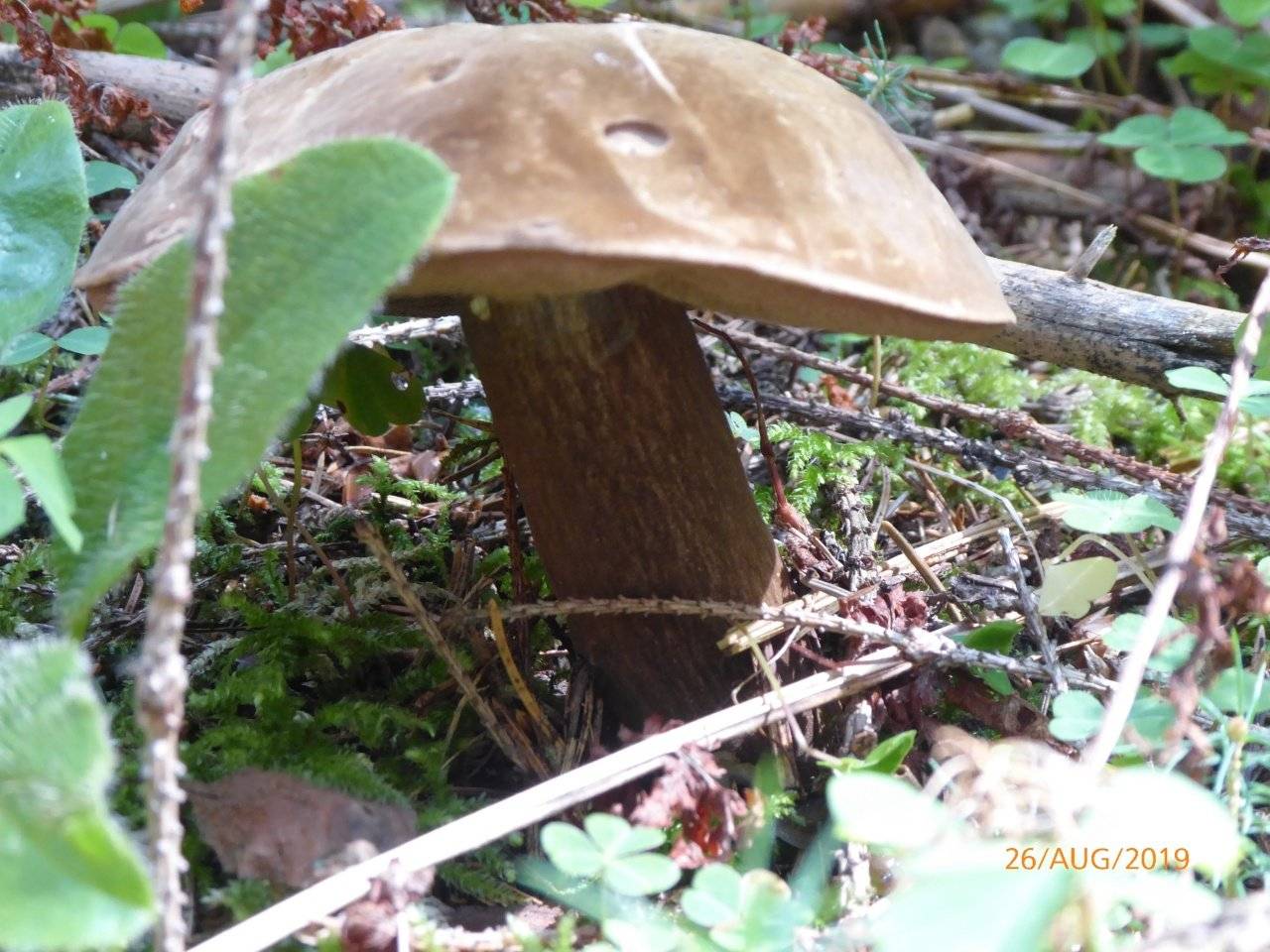 Саркосфера венечная — описание гриба , где растет, похожие виды, фото