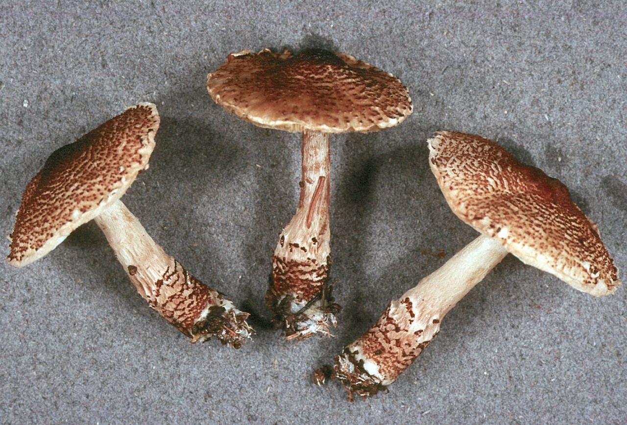 Грибы зонтики: фото съедобных видов, описание несъедобных