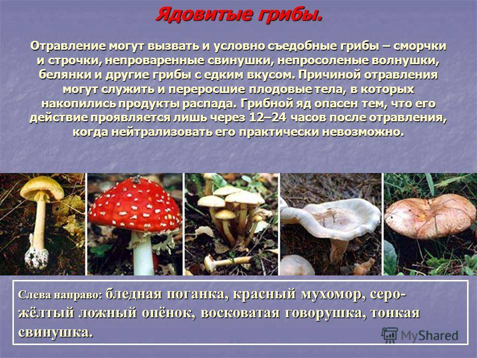 Доклад-сообщение о ядовитых грибах — природа мира
