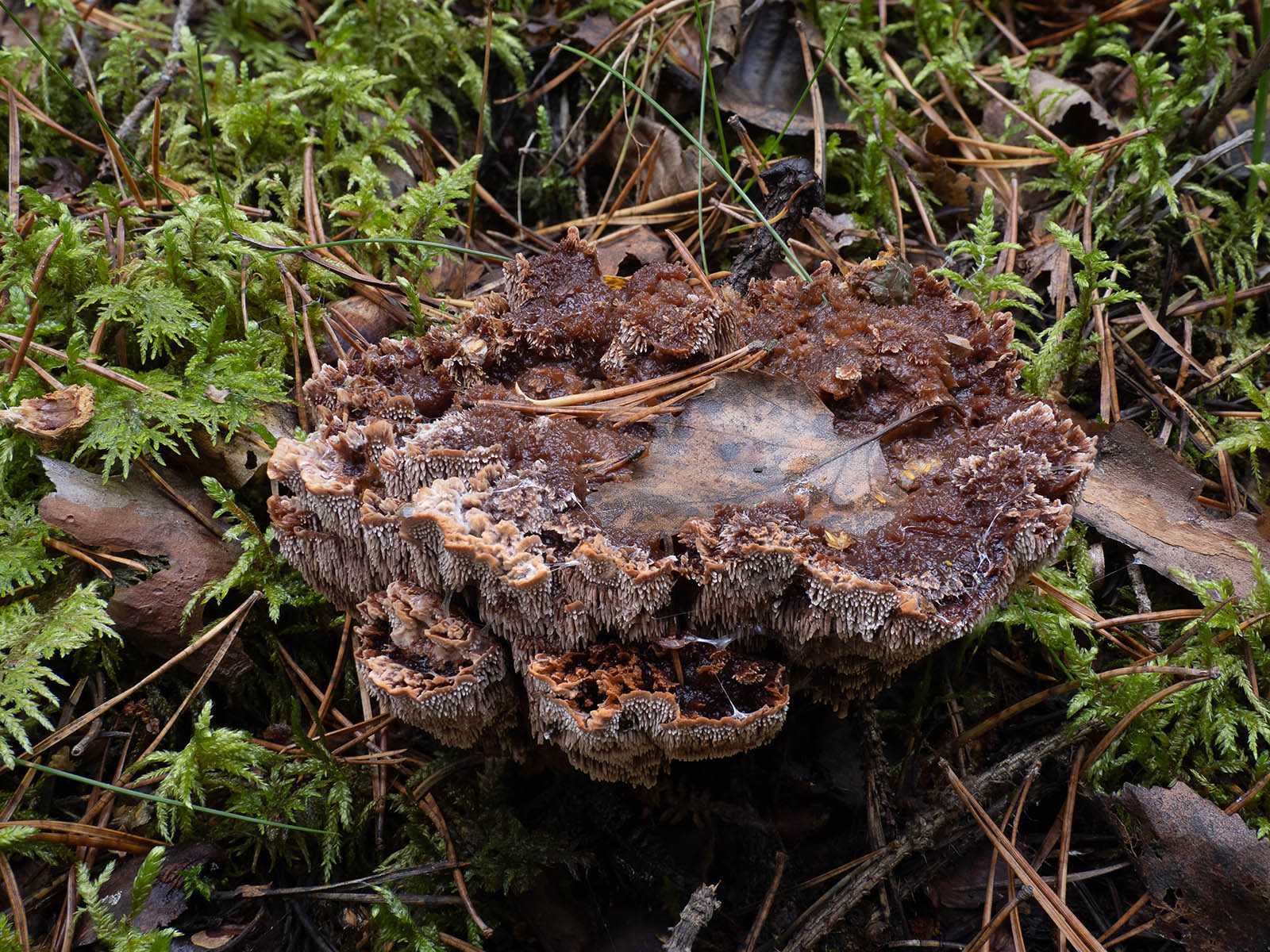 Редкие, странные и необычные грибы | интересный сайт