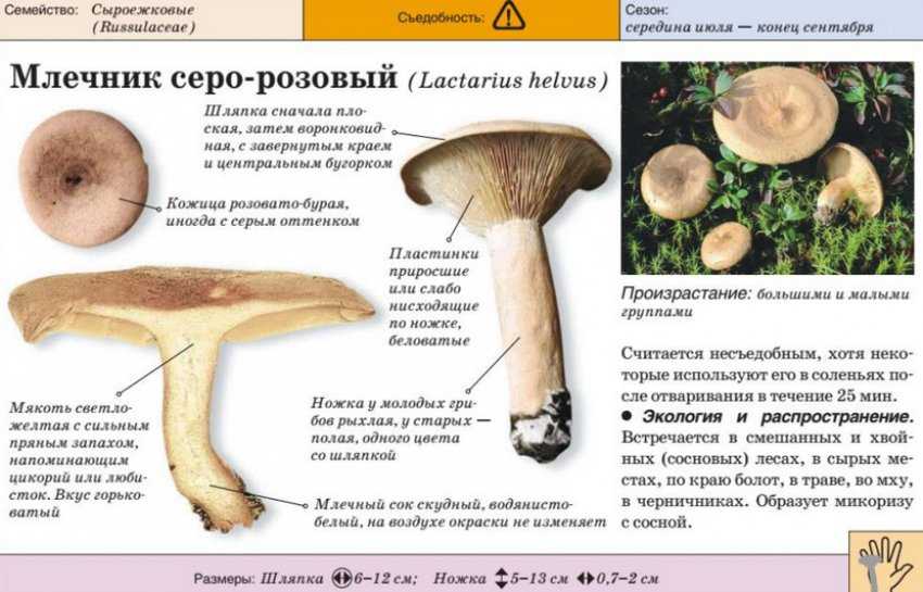 Рыжик еловый или гриб еловик (lactarius deterrimus): фото, описание и как его готовить