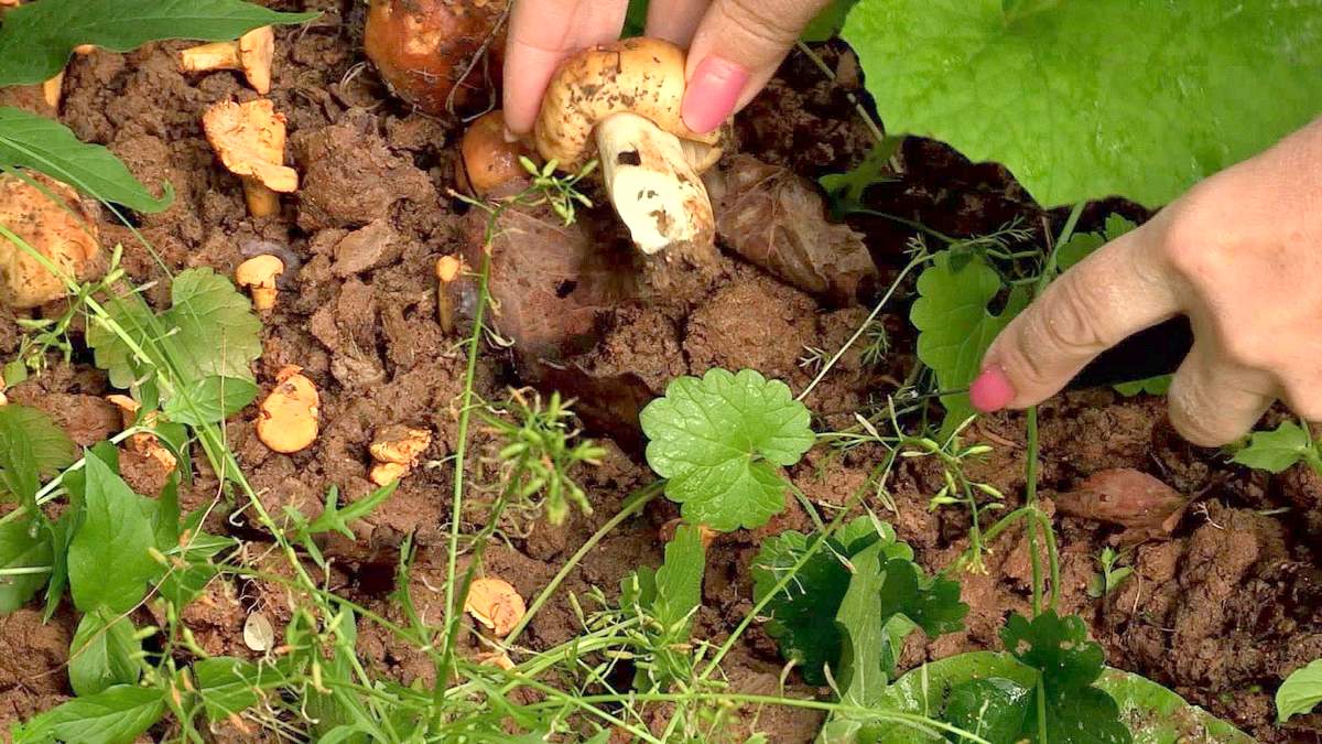Инструкция по выращиванию белых грибов в домашних условиях