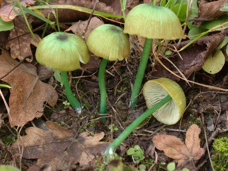 Гомфус чешуйчатый — описание гриба, похожие виды, фото