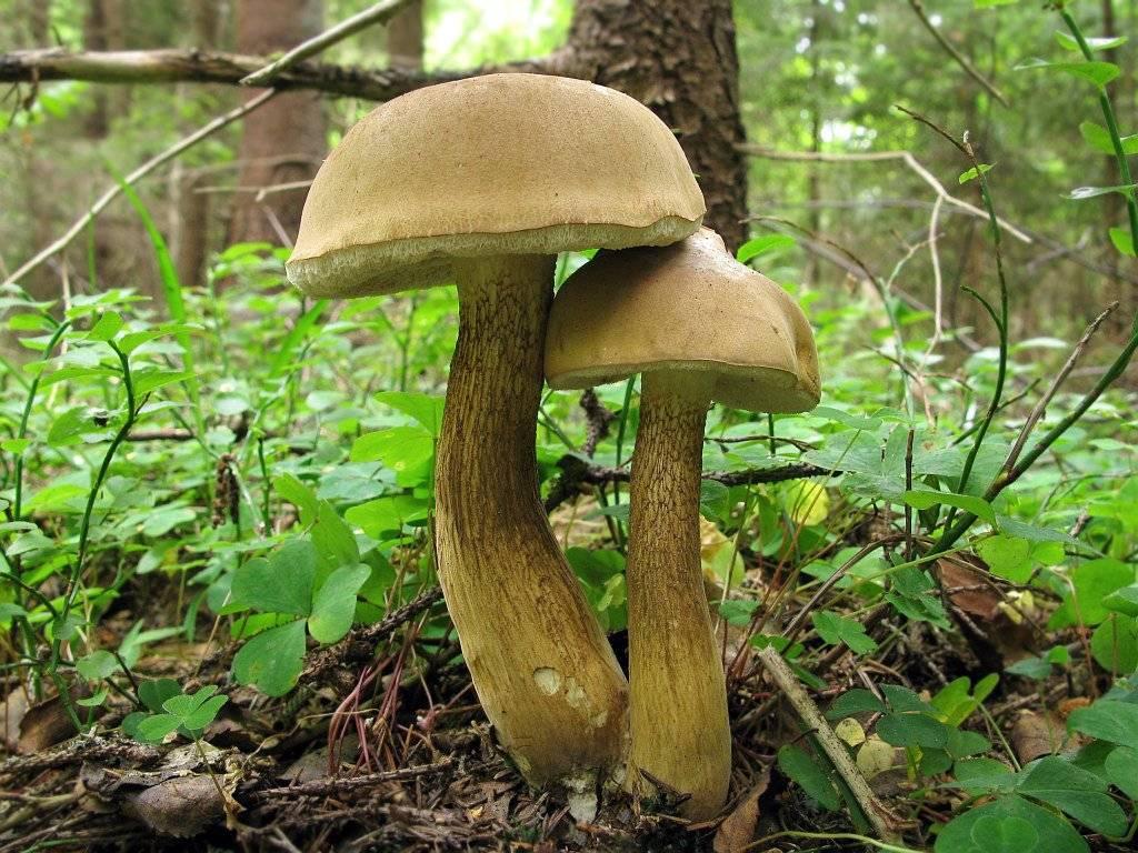 Ложный белый гриб (желчный гриб) — фото и описание, как отличить от белого