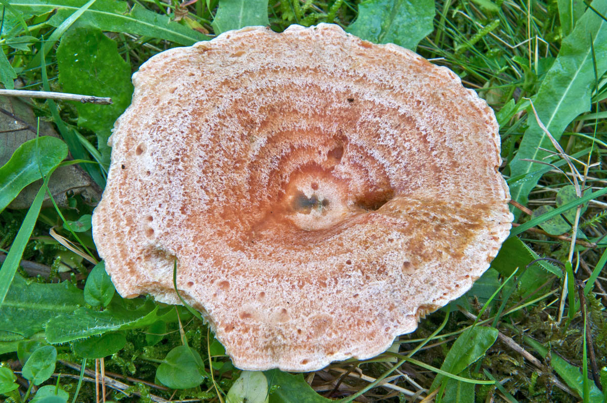 Рыжики (грибы) – описание, фото, виды, съедобность, как готовить