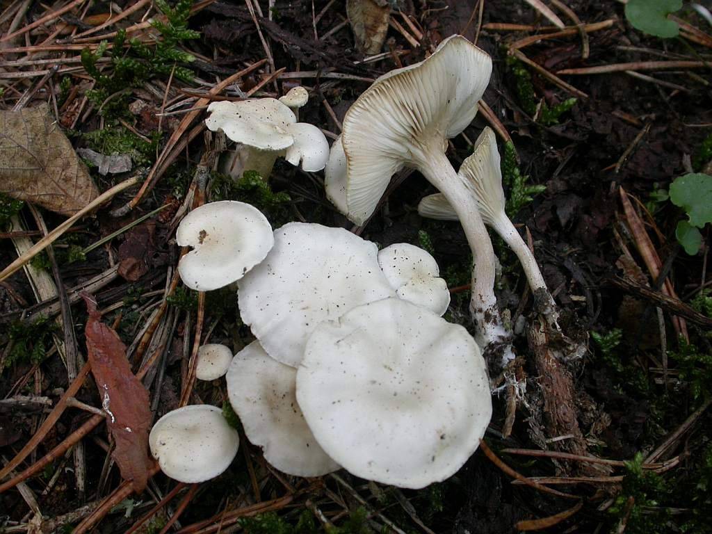 Говорушка красноватая, беловатая, выбеленная, белесая (clitocybe dealbata): фото и описание гриба
