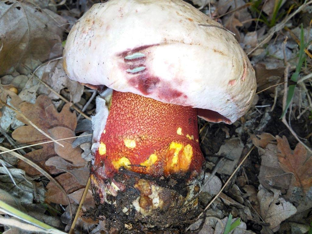 Дубовик крапчатый гриб – фото и описание