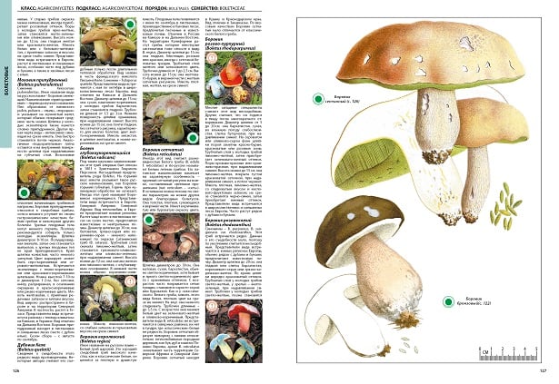 Болет полубронзовый - описание съедобного гриба. применение в кулинарии