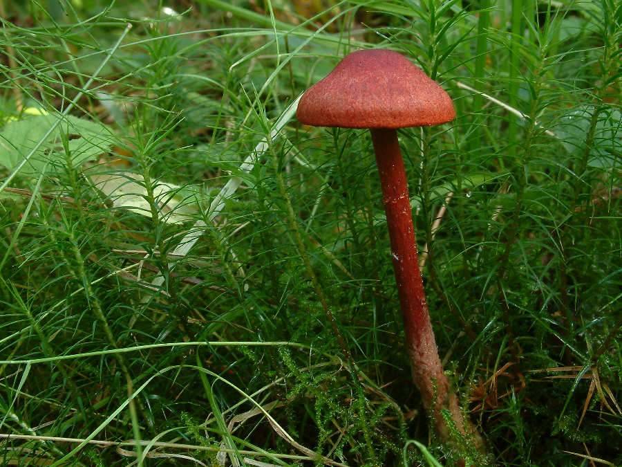 Паутинник голубовато-опоясанный (cortinarius balteatocumatilis): фото и описание гриба, где растет
