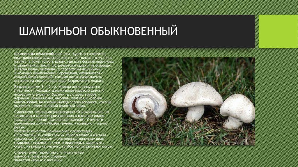 Шампиньон лесной, гриб колпак или благушка (agaricus silvaticus): фото, описание, как отличить от ложных двойников и как готовить