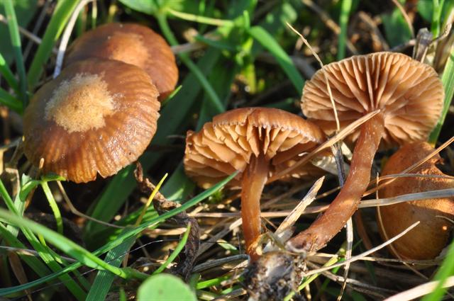 Псилоцибе полуланцетовидная (грибы веселушки, psilocybe semilanceata): как выглядит, где и когда растет в россии, в подмосковье