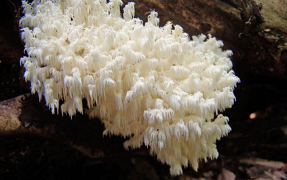 Ежовик коралловидный | грибомания
