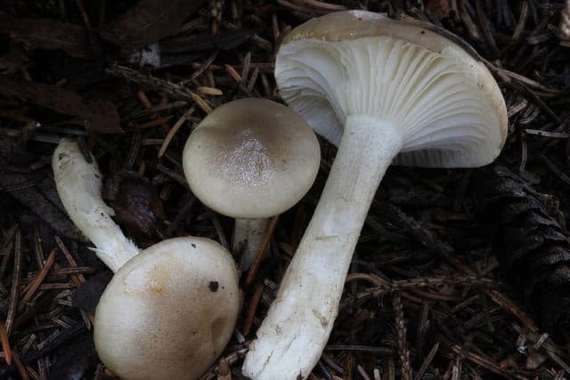 Гигрофоры: описание, съедобность, разновидности грибов с фото