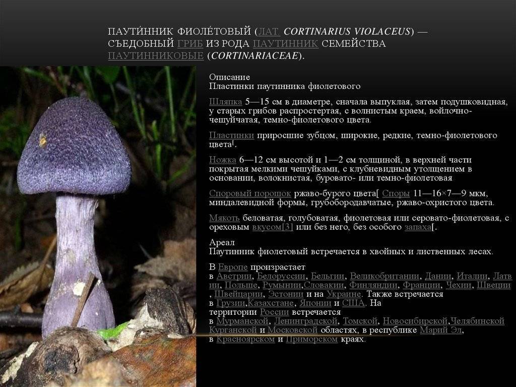 Гриб паутинник: +22 фото и описание, съедобный или смертельно ядовитый? — викигриб