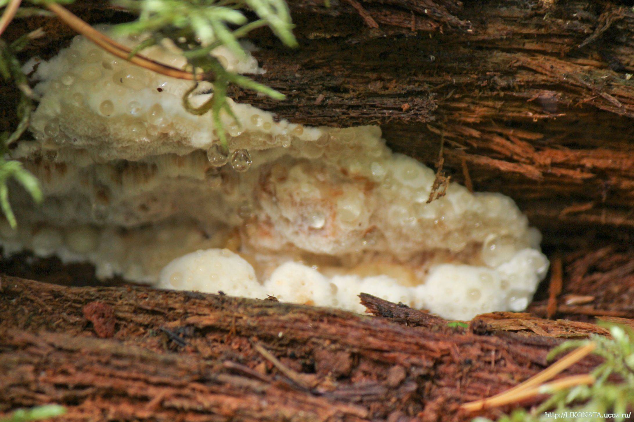 Корневой гриб. Гетеробазидион корневая губка. Корневая губка гриб. Heterobasidion annosum гниль. Корневая губка гниль.