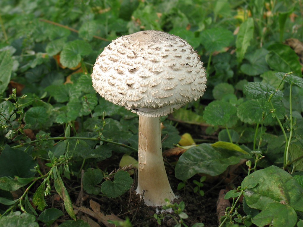 Тайна краснеющего зонта. как понимать рассказы о его ядовитости? | это грибы! | дзен