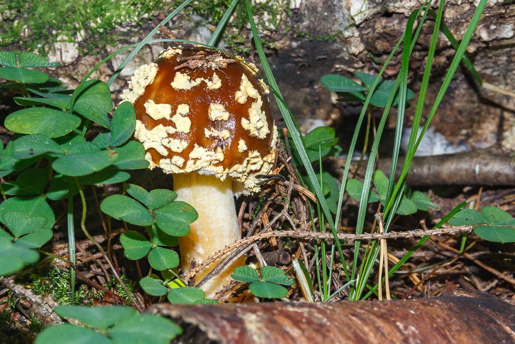 Мухомор яйцевидный (amanita ovoidea): фото, описание и как готовить гриб