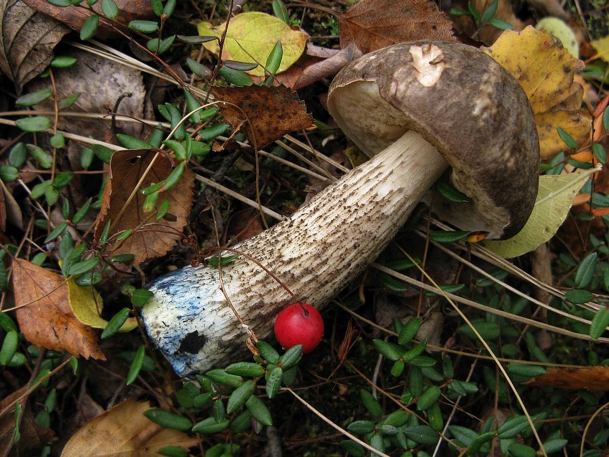 Подберезовик разноцветный – описание гриба, фото и съедобность