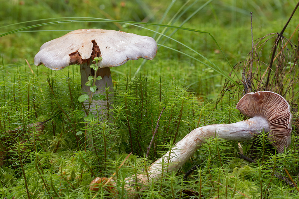 Паутинник камфорный – несъедобный гриб | огородники
