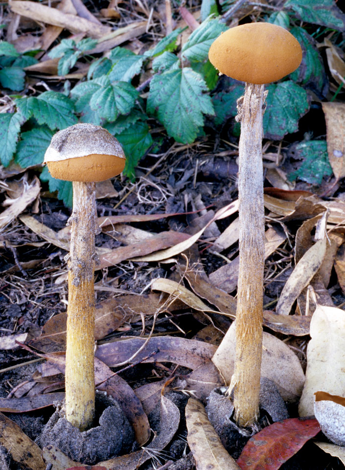 Battarrea phalloides, sandy stiltball fungus
