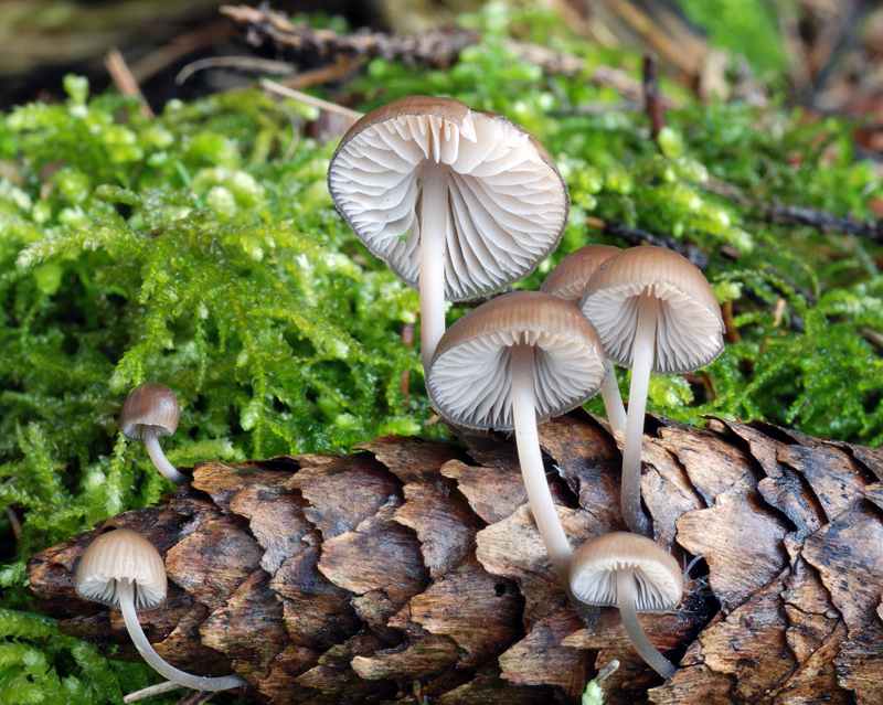 Мицена шишколюбивая – гриб, растущий на шишках — викигриб