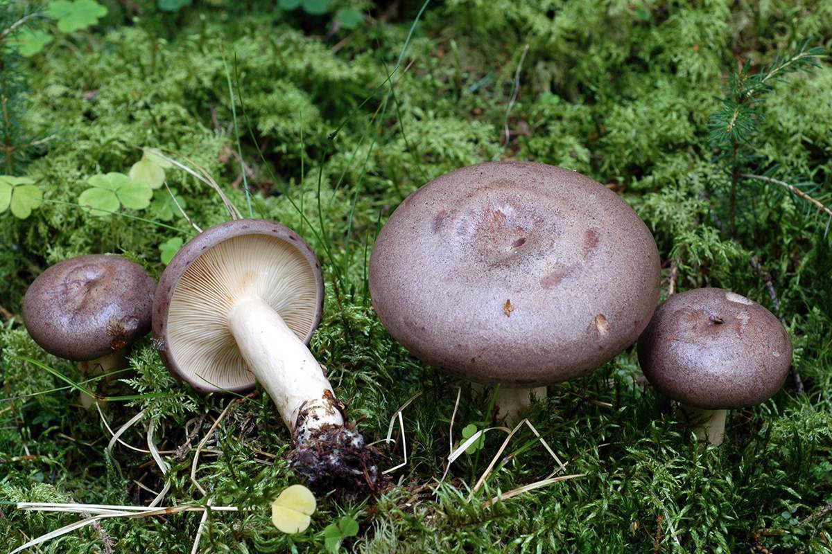 Съедобные грибы рода млечник: фото и описание видов