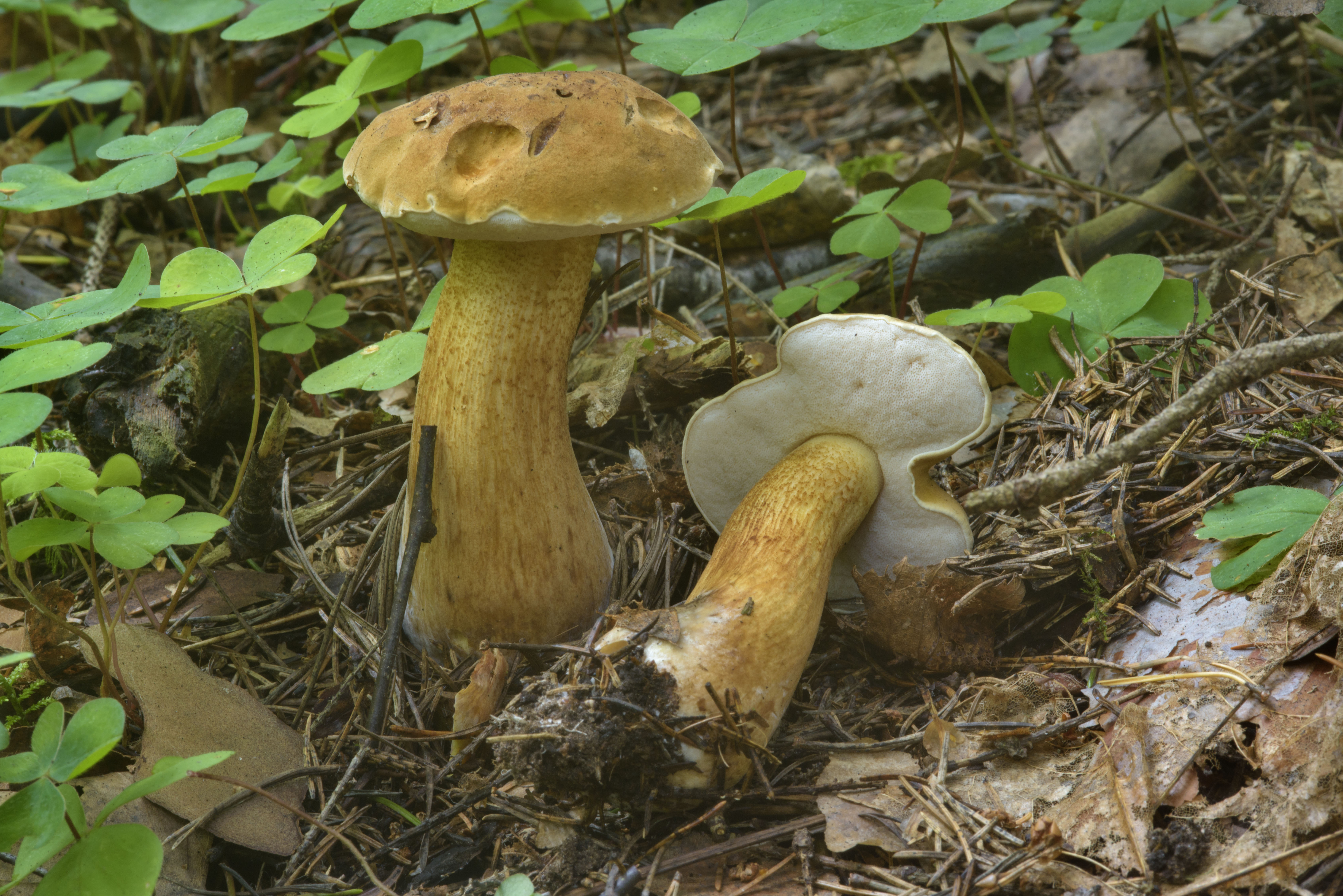 Полубелый гриб (hemileccinum impolitum) или желтый боровик: отличный для маринада